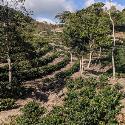 The Parainema variety is a cultivar of the Sarchimor family of Arabica hybrids, and it caused a big stir in Honduras in 2017 when it won the Cup of Excellence, elevating its reputation in the minds of farmers and importers. This coffee is 
complex and multi-layered, with leading notes of Milk Chocolate, Dried Fruit, Plum, Roasted Almond and Marshmallow. Mouthfeel is lively and full, and acidity is briskly juicy.
Nestled between 1250-1450 meters in Siguatepeque in the Comayagua Department, Finca Las Moras is one of our importer/partner Genuine Origins own farms. Finca Las Moras serves a dual purpose: first as a Volcafe Way (Volcafe being Genuine Origins parent company and a very large coffee importer) training lab where our field techs and agronomists demonstrate best practices coffee
farming for visiting producers. Second as a functional farm that produces coffee, experiments  with different coffee varietals and tests out new processing methods.
Honduras is a small Central American country with its share of problems, yet its agricultural sector is vibrant and its coffee is exceptional.
The World Bank estimates that in rural areas 20% of Hondurans  earn less than $1.90 per day. Country-wide, roads are sub-optimal; many coffee farms in Honduras are accessible only via dirt roads that  snake up along mountainsides. Despite these factors, entrepreneurial producers are working toward higher quality, experimenting with new processing techniques and growing high-profile varietals, like our Honey Process Paraneima. The objective: kick down the door of the specialty coffee market, build a  reputation as a specialty coffee origin and earn the money that comes with it.
